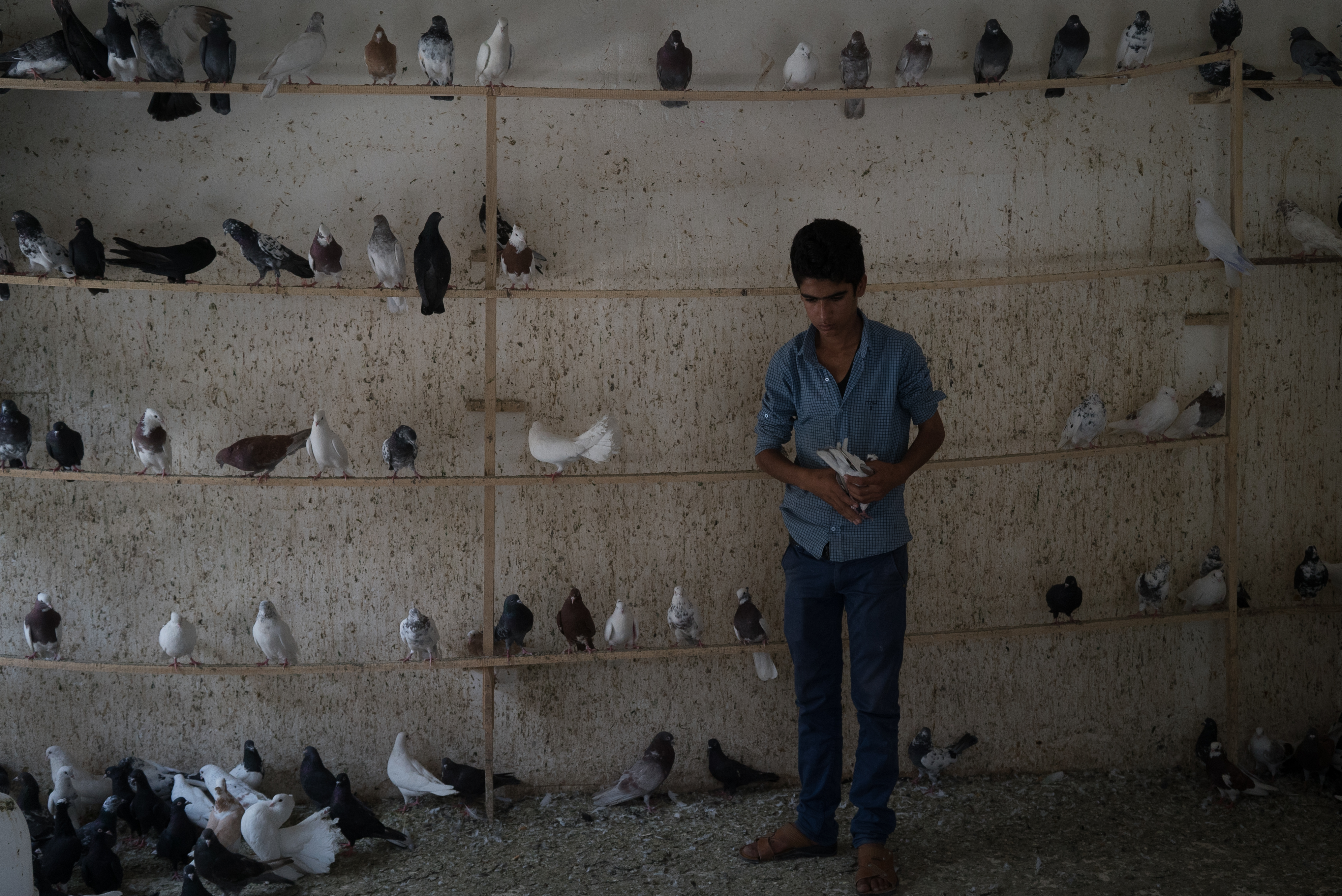 Erbil market for birds and animals, Erbil, Kurdistan Region, June 4, 2016. (Photo: Kurdistan24/Alexandre Afonso)